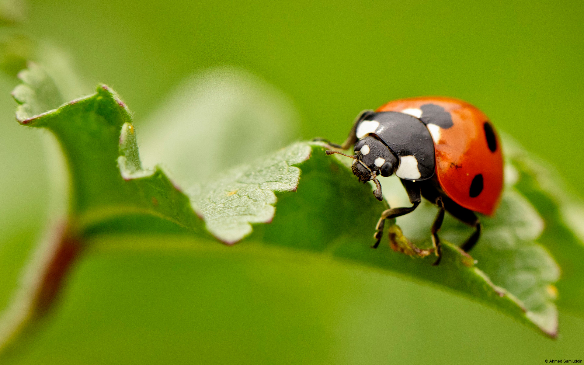 Wallpaper And More Like This Image Of A Bright Red Ladybug