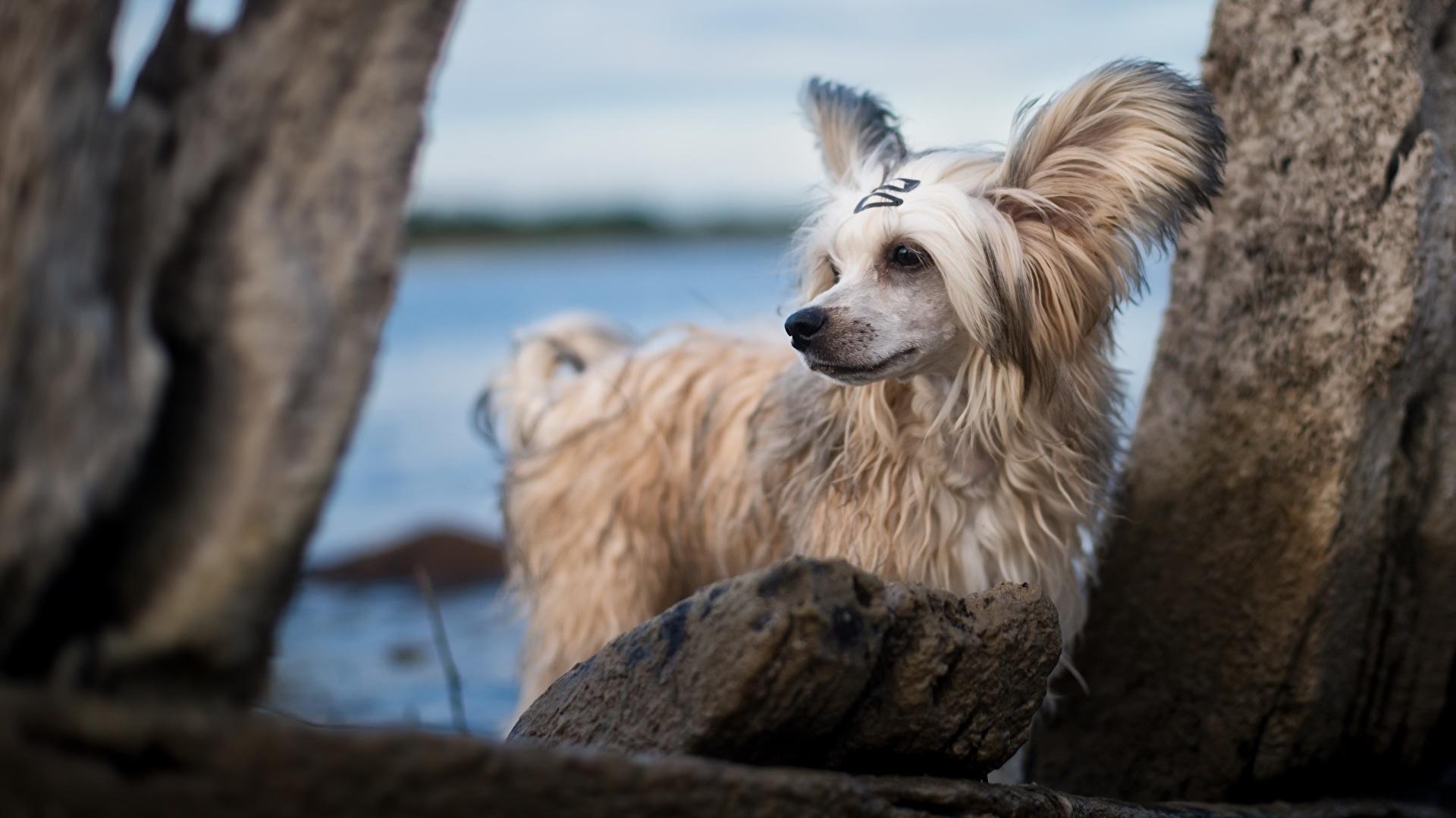 Picture Chinese Crested dog White animal 1920x1080