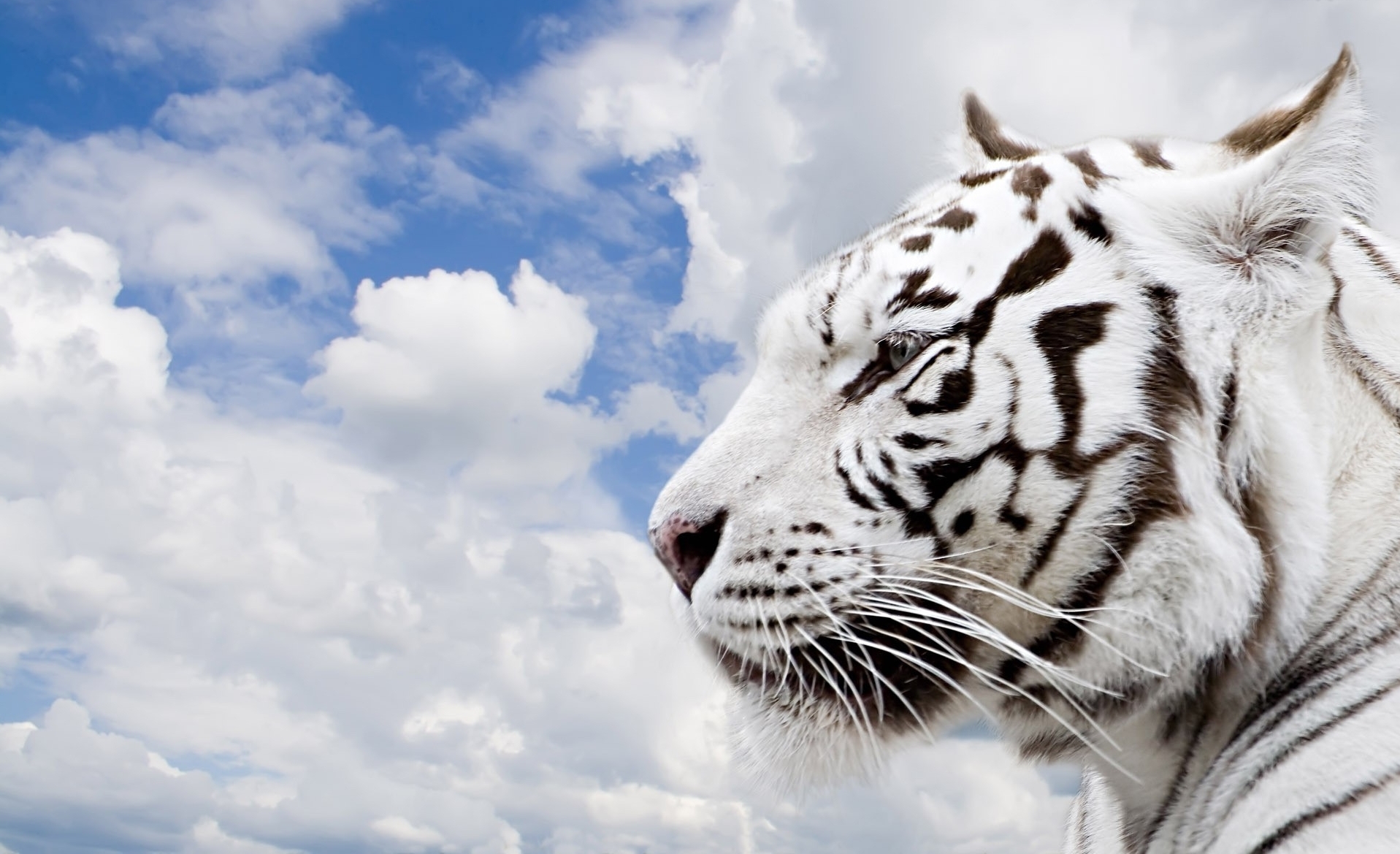 White Tiger Wallpaper HD And Cool