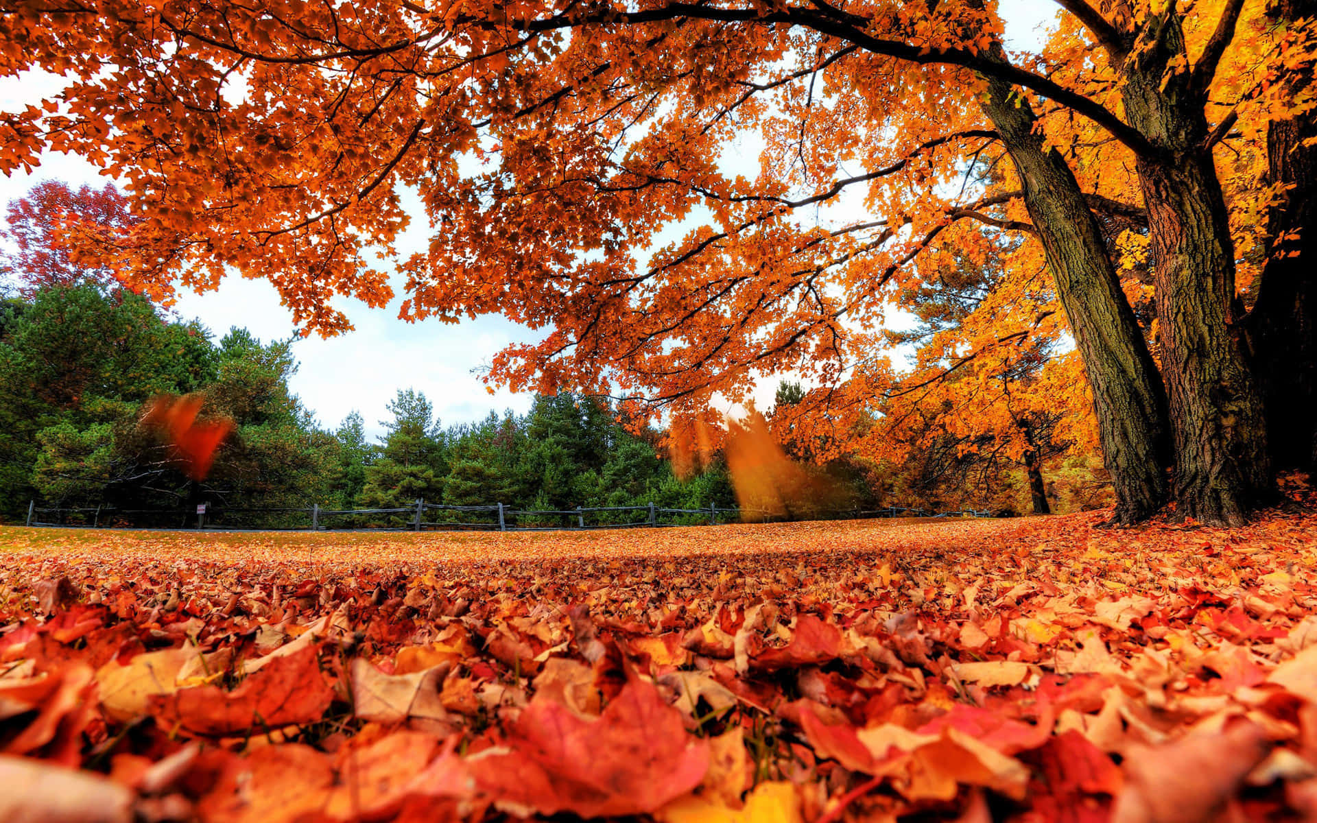 Autumn Leaves Desktop Wallpaper