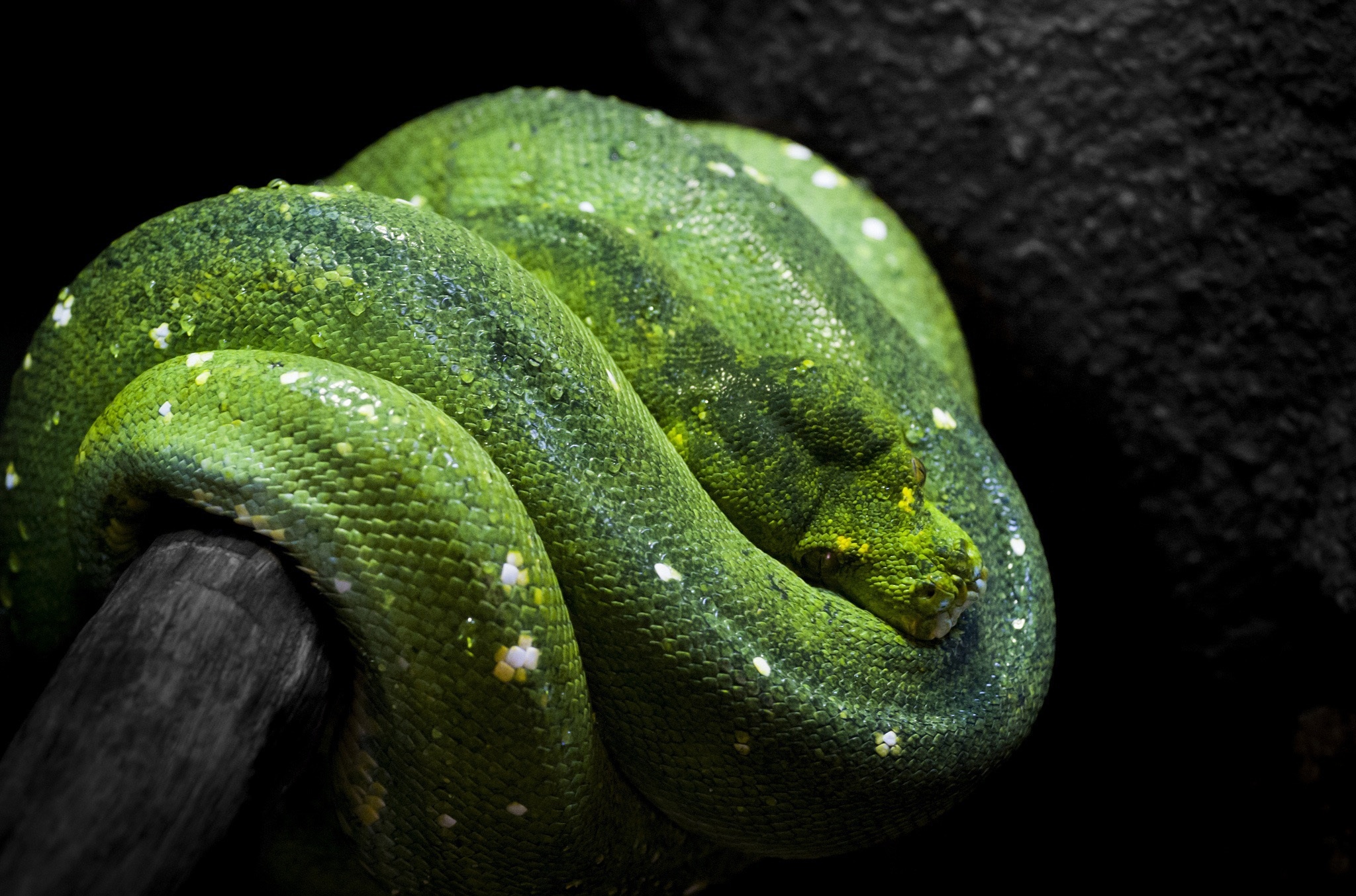 Green Tree Python Snake Wallpaper Background