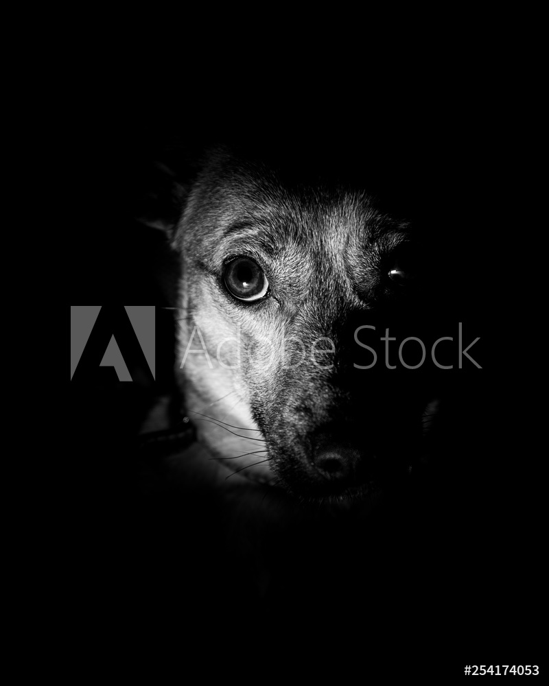 Fotografie Obraz Cute Dog Sad Puppy Eyes On Black Background