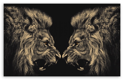 Lions HD Desktop Wallpaper Widescreen High Definition Fullscreen