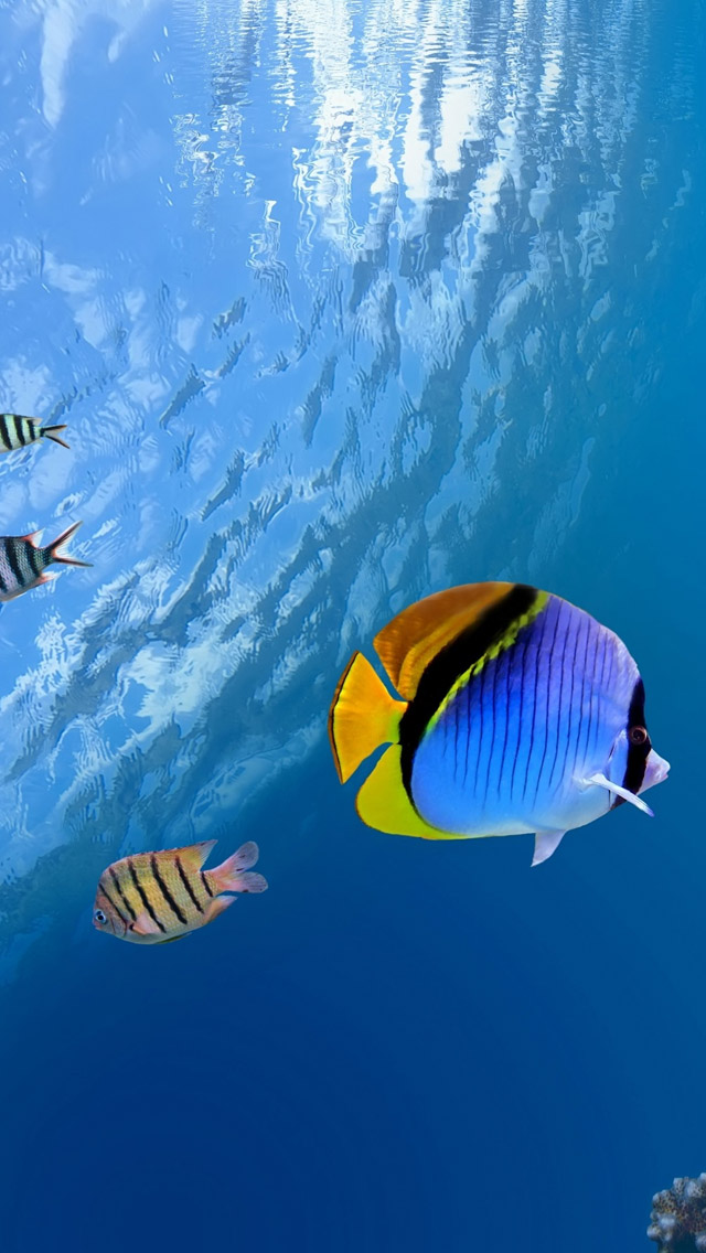 Underwater Tropical Fish iPhone 5s Wallpaper