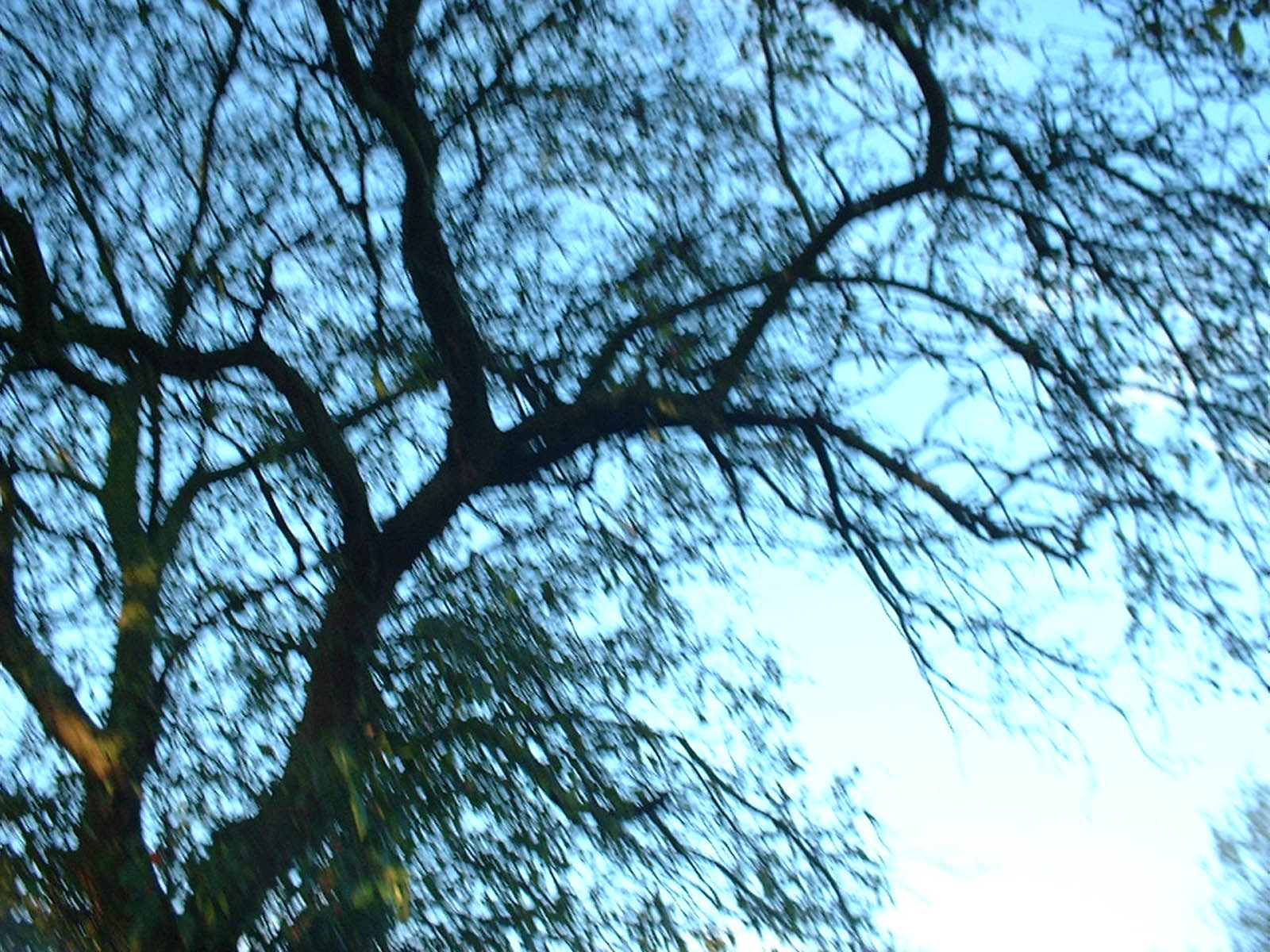 Blurry Trees Image Photos Pictures