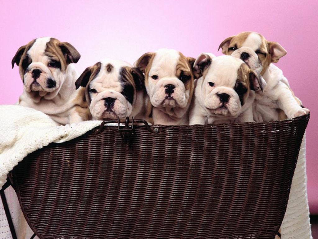 Find Me Pics Of Cute Puppies Wallpaper