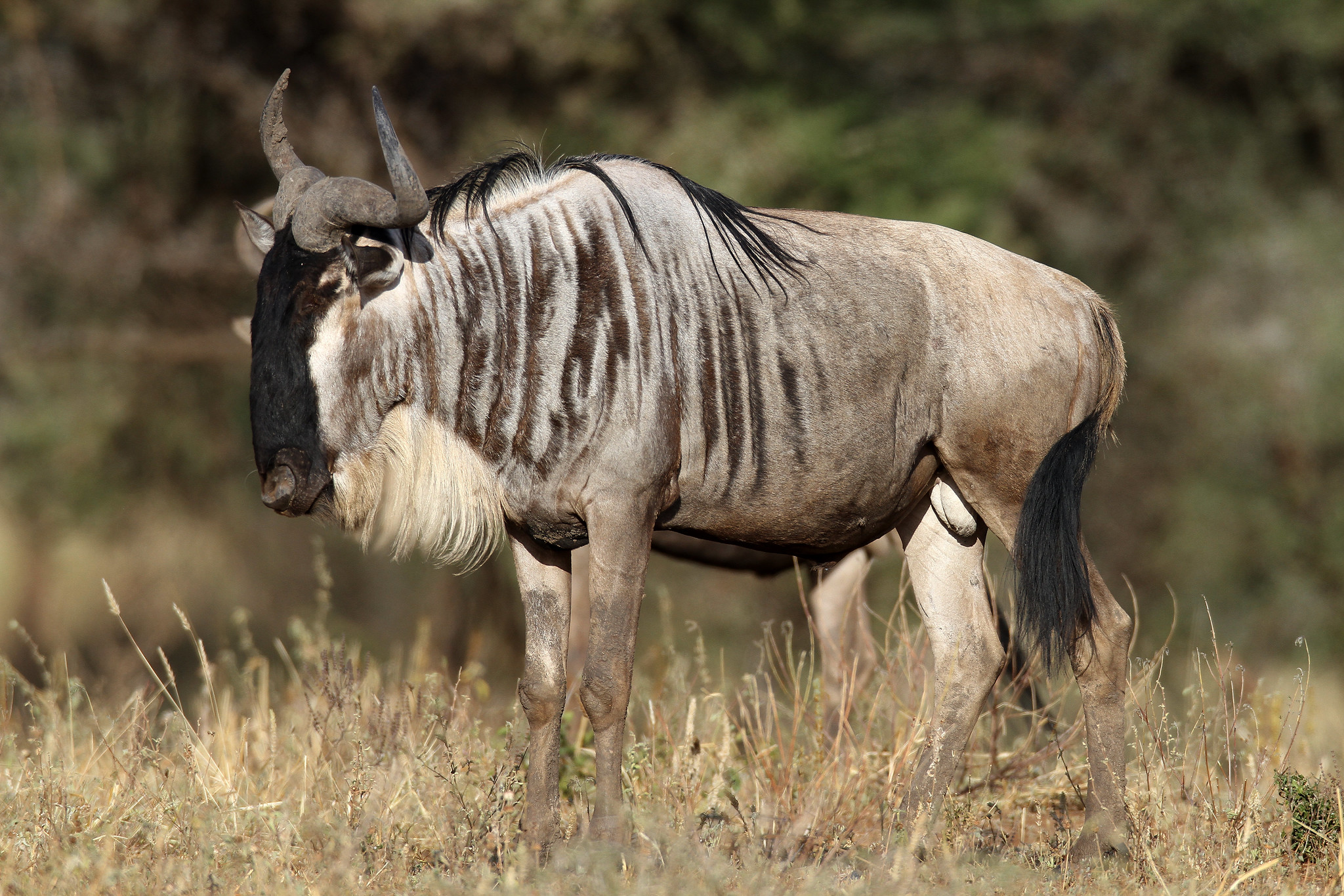 A majestic wildebeest stands in a grassy savanna, its striped coat blending with the dry landscape. The wildebeest, with its distinctive horns and dark face, is a powerful symbol of the African wilderness