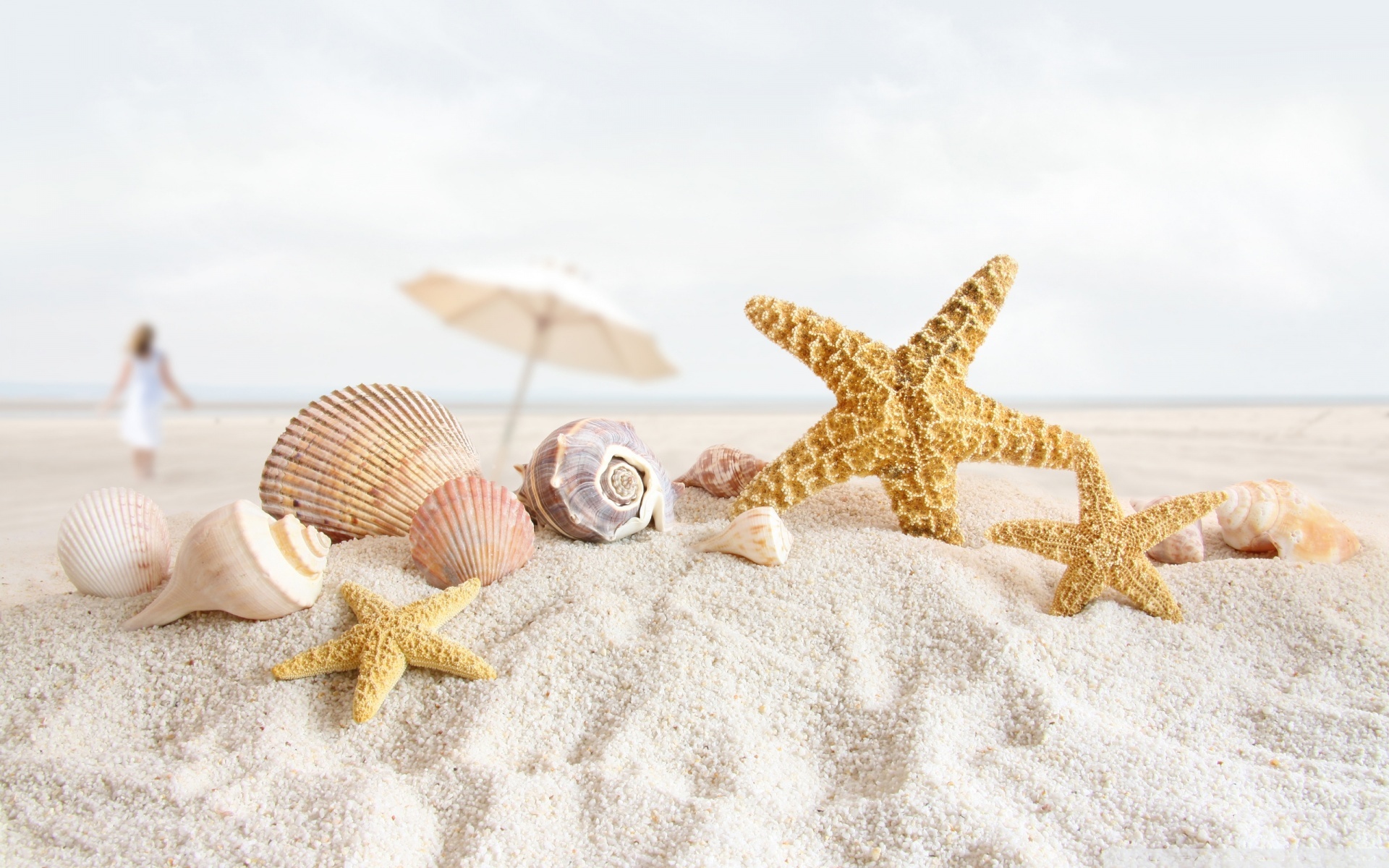 Seashell And Starsfish Wallpaper Background