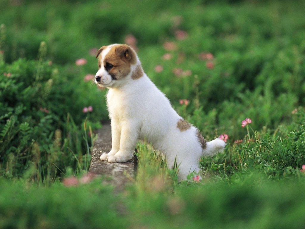 Cute Puppy Pictures Wallpaper