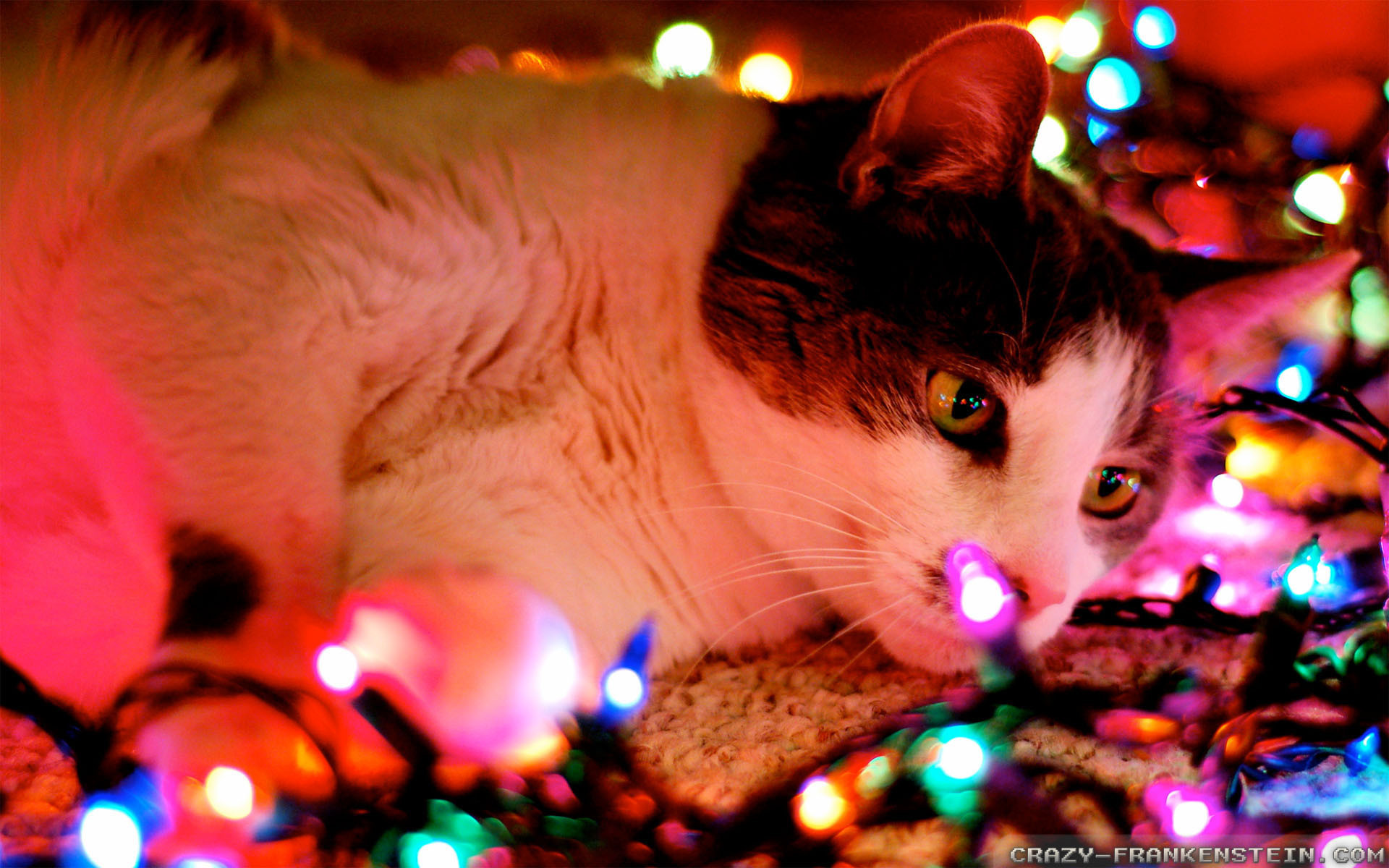 Roux Horn Neter Christmas Lights Wallpaper Kde Tyran Na Druhej