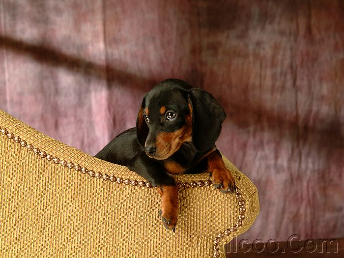 Haired Miniature Dachshund Dog Picture Cuddly