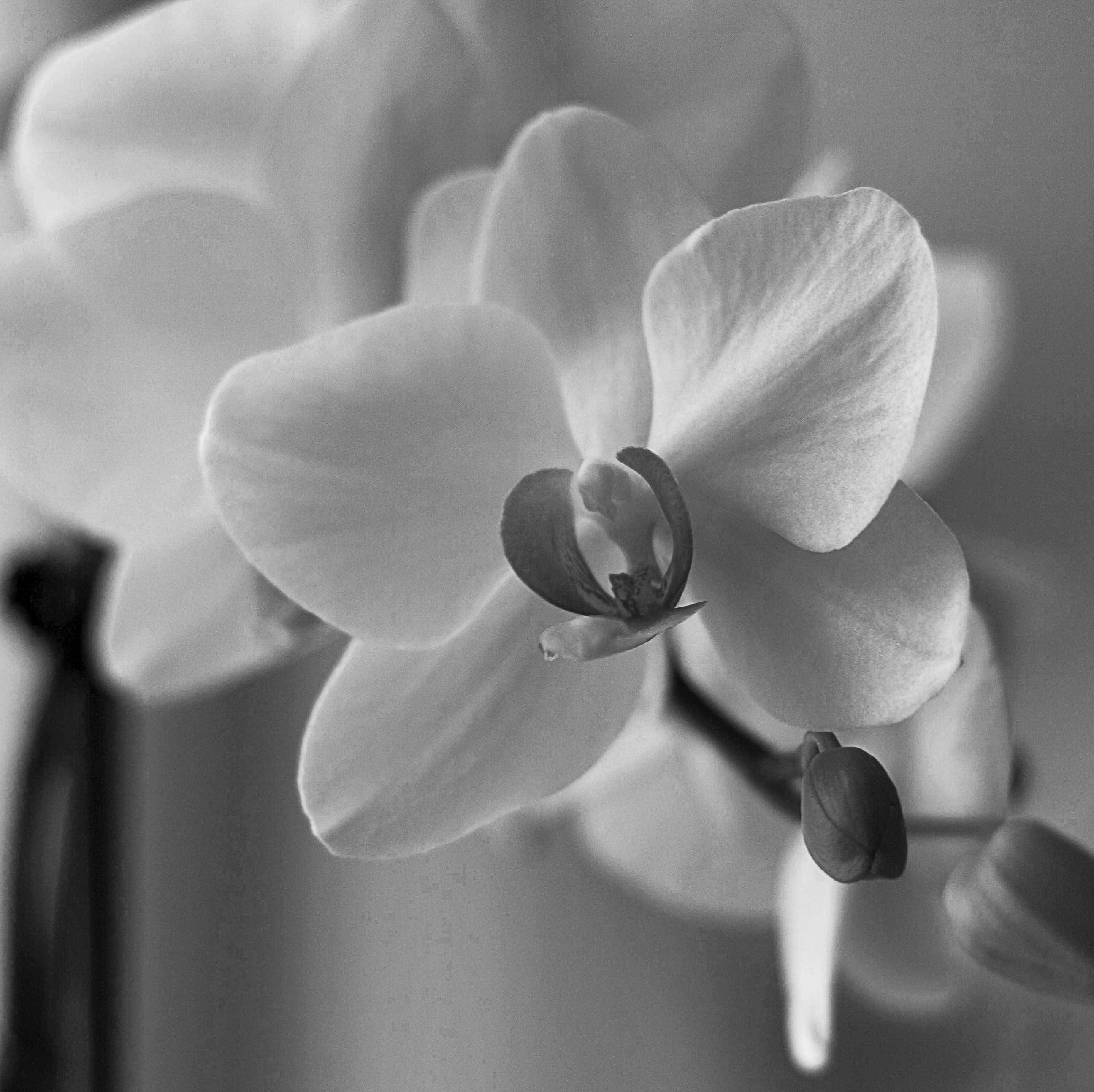 Black Orchid Wallpaper And White