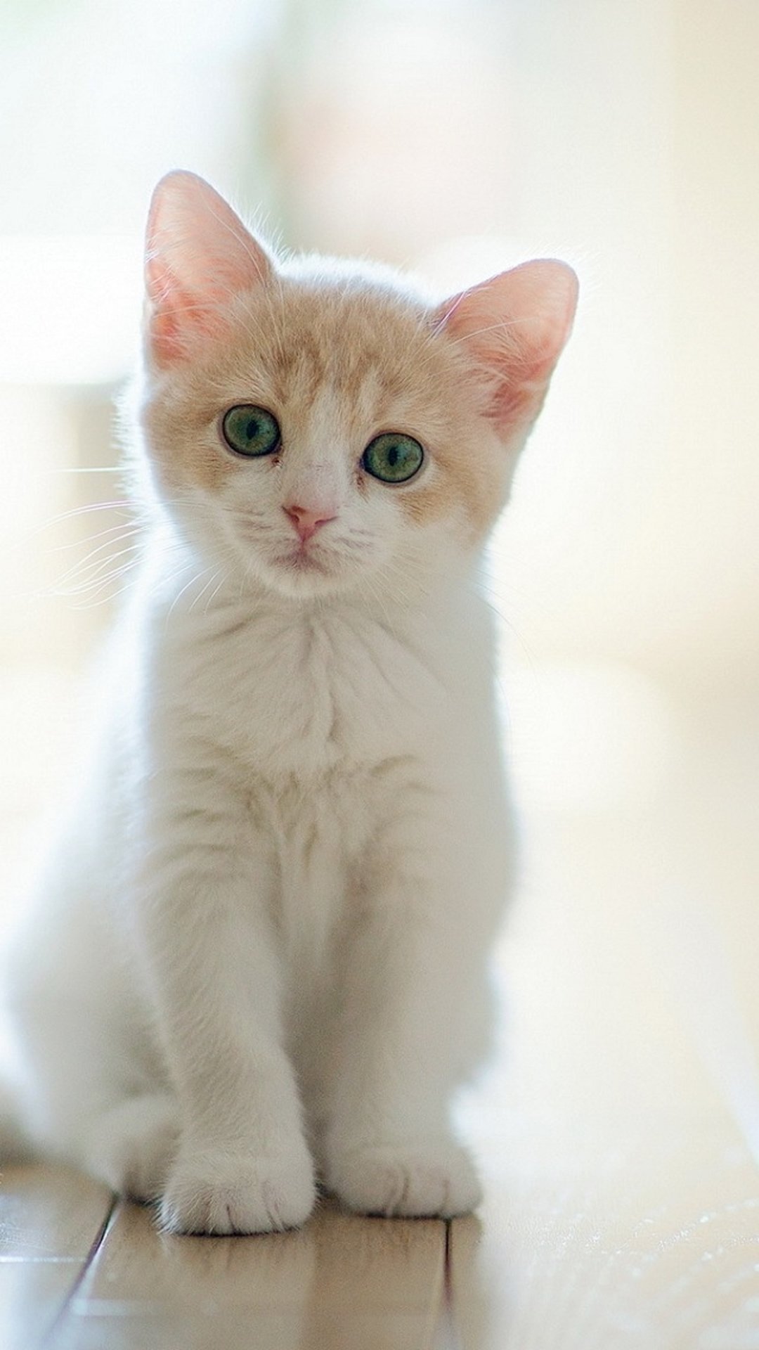 Cute Animals iPhone Wallpaper You Would Love To