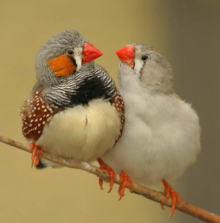 Animals Finches Quality HD Wallpaper