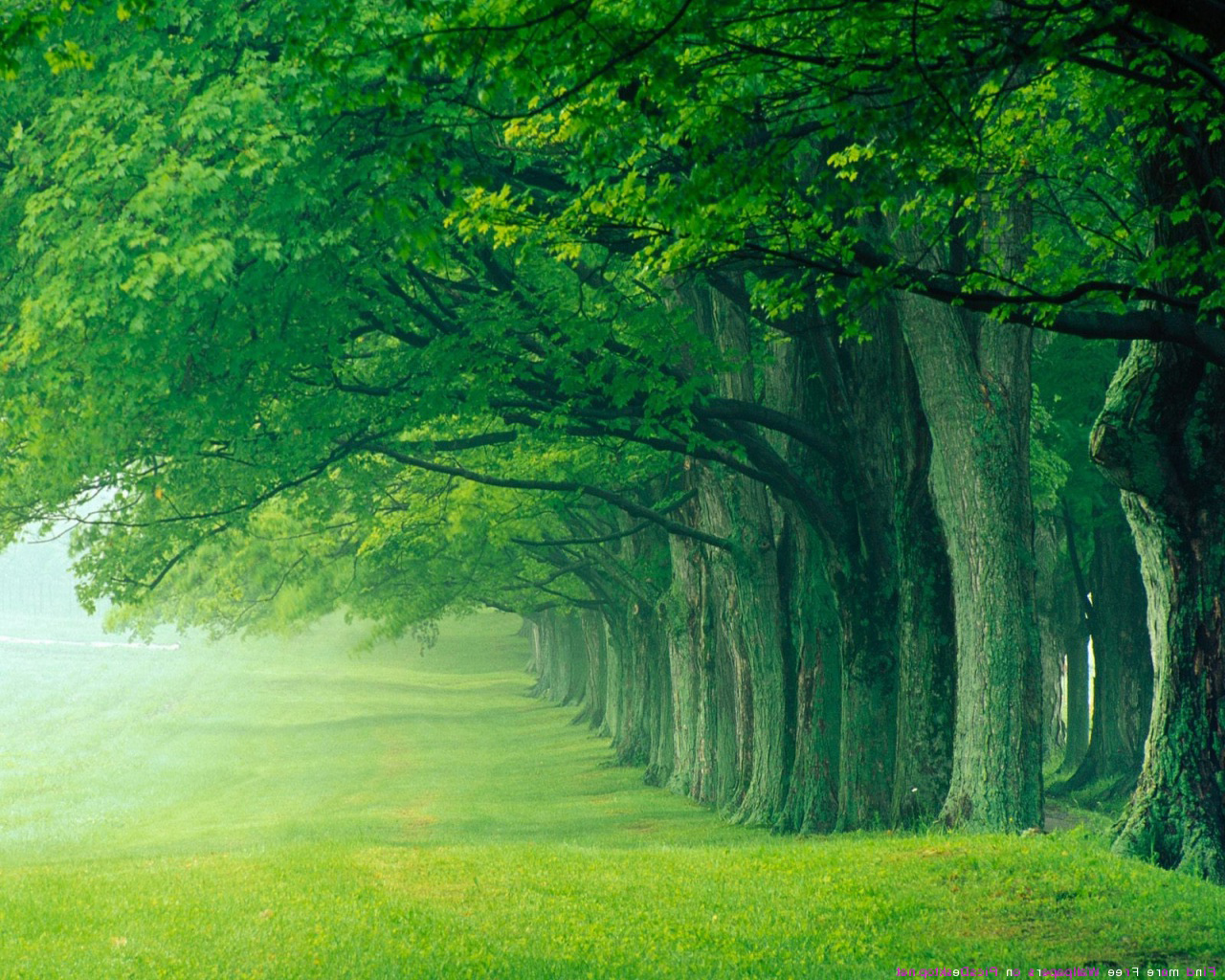 Beautiful Green Forest Background Gallery Yopriceville High