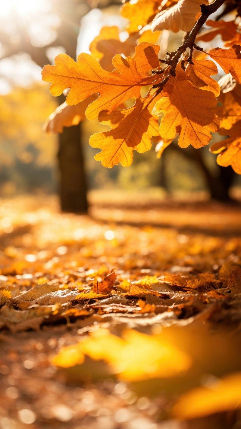 iPhone Wallpaper Autumn Image Photos Png Stickers