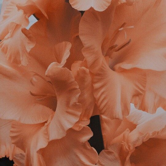 Jelly Chuu On Wallpaper