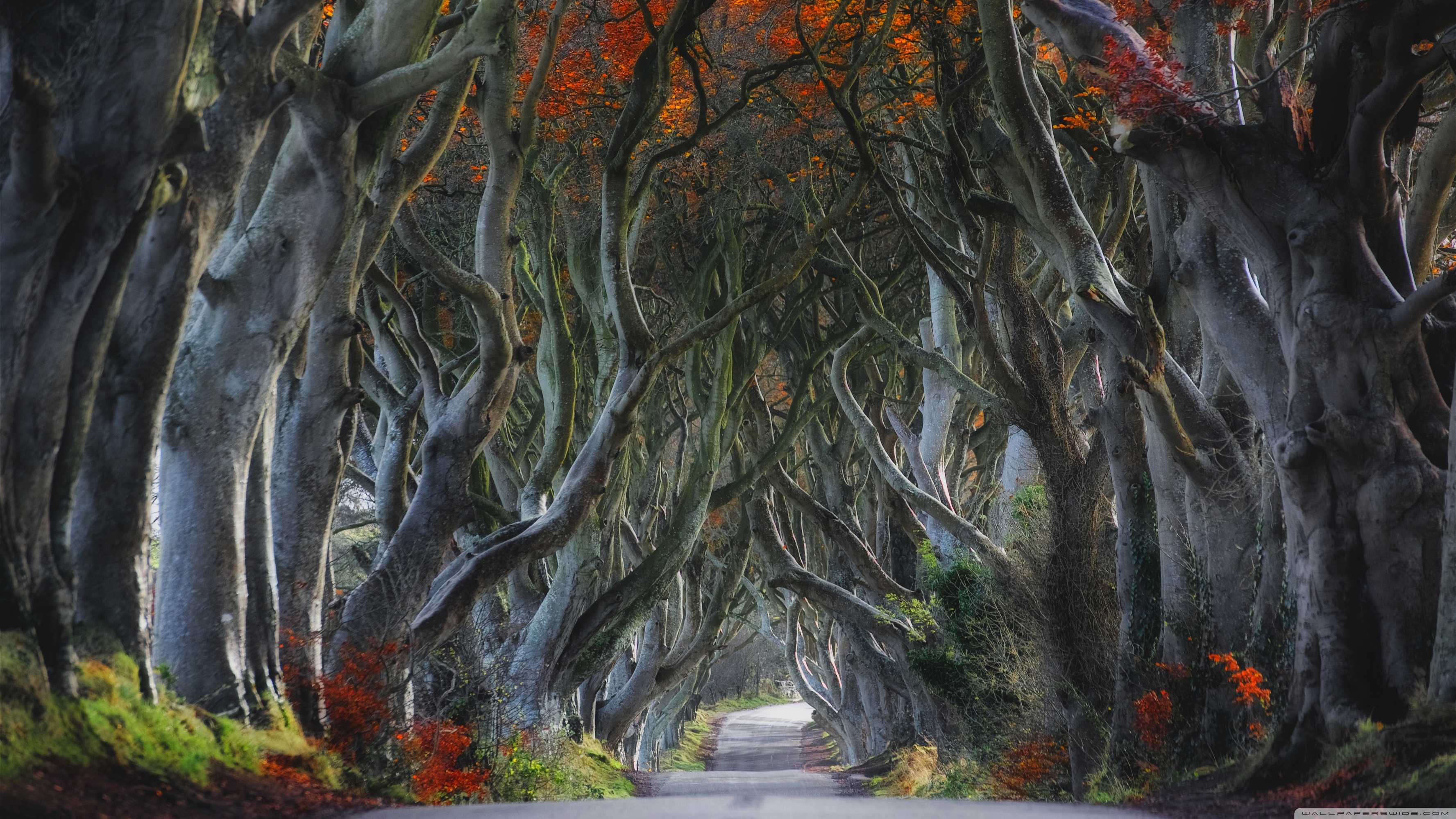 Dark Hedges Beech Trees Northern Ireland 4k Hd Desktop