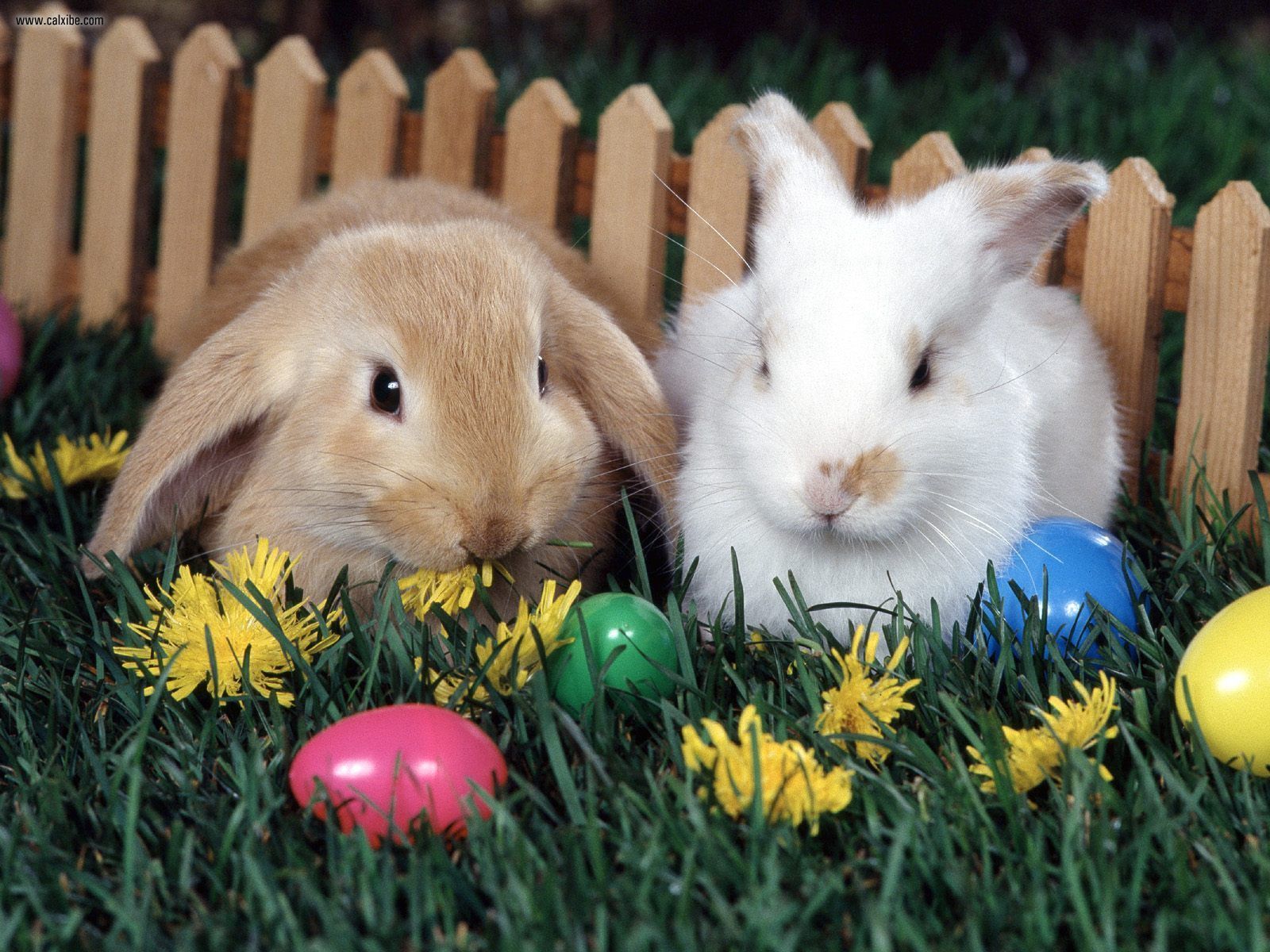 The Easter Wallpaper Category Of HD Bunnies Is