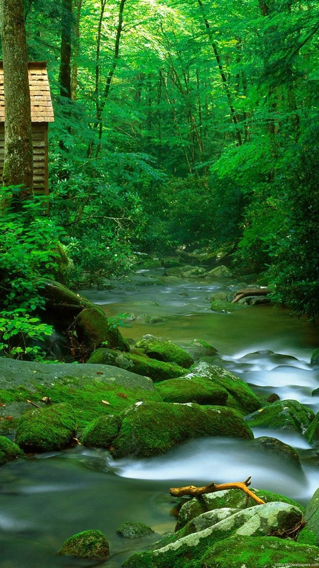 A serene stream flows through a lush green forest, moss-covered rocks adding to the tranquil beauty. A small wooden cabin peeks from behind the trees, completing the idyllic nature scene