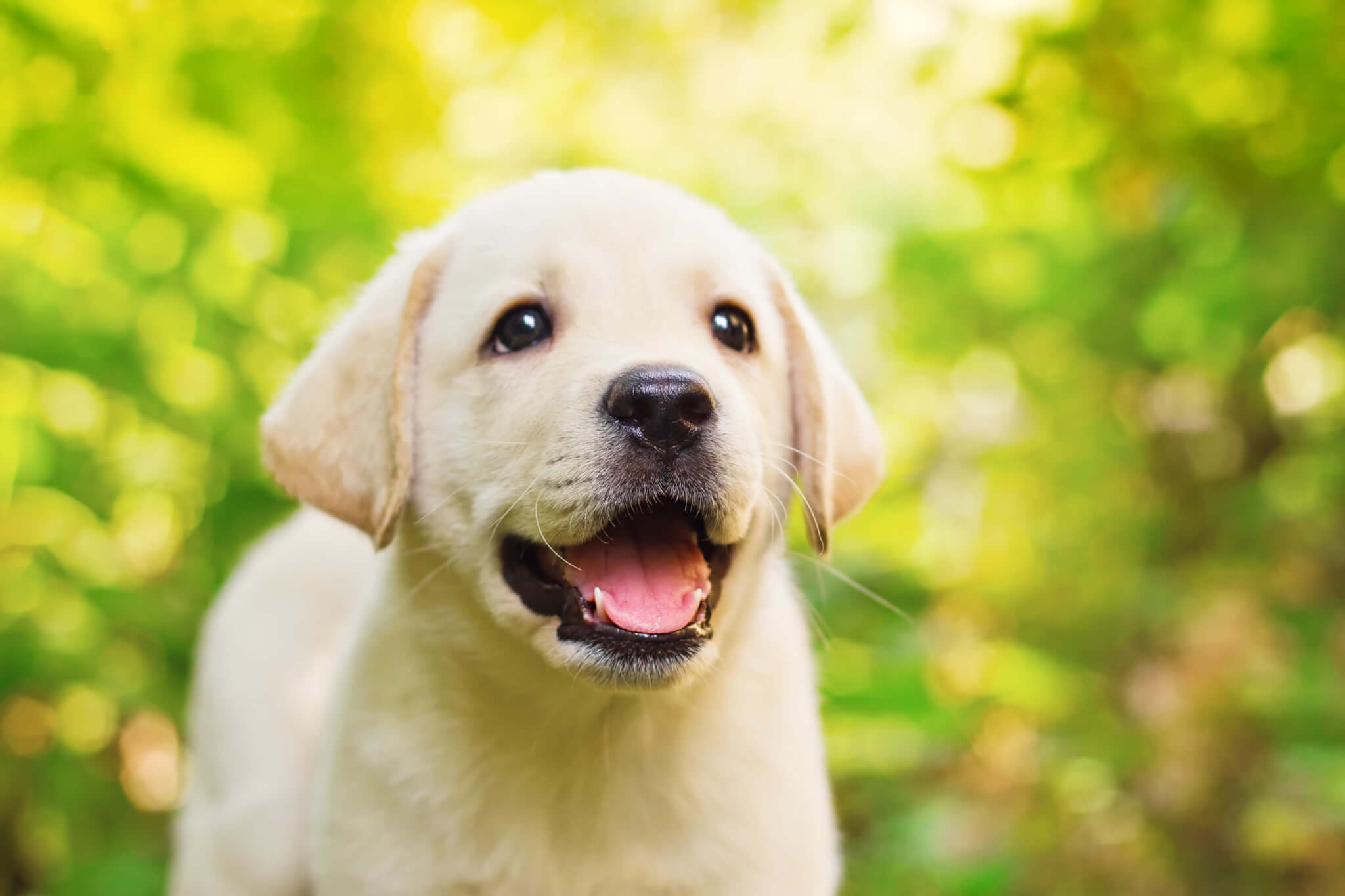 Step Puppy Care Guide For New Dog Parents Wallpaper