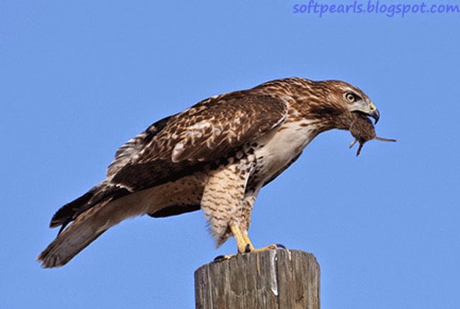 Red Tailed Hawk Pictures Soft Pearls
