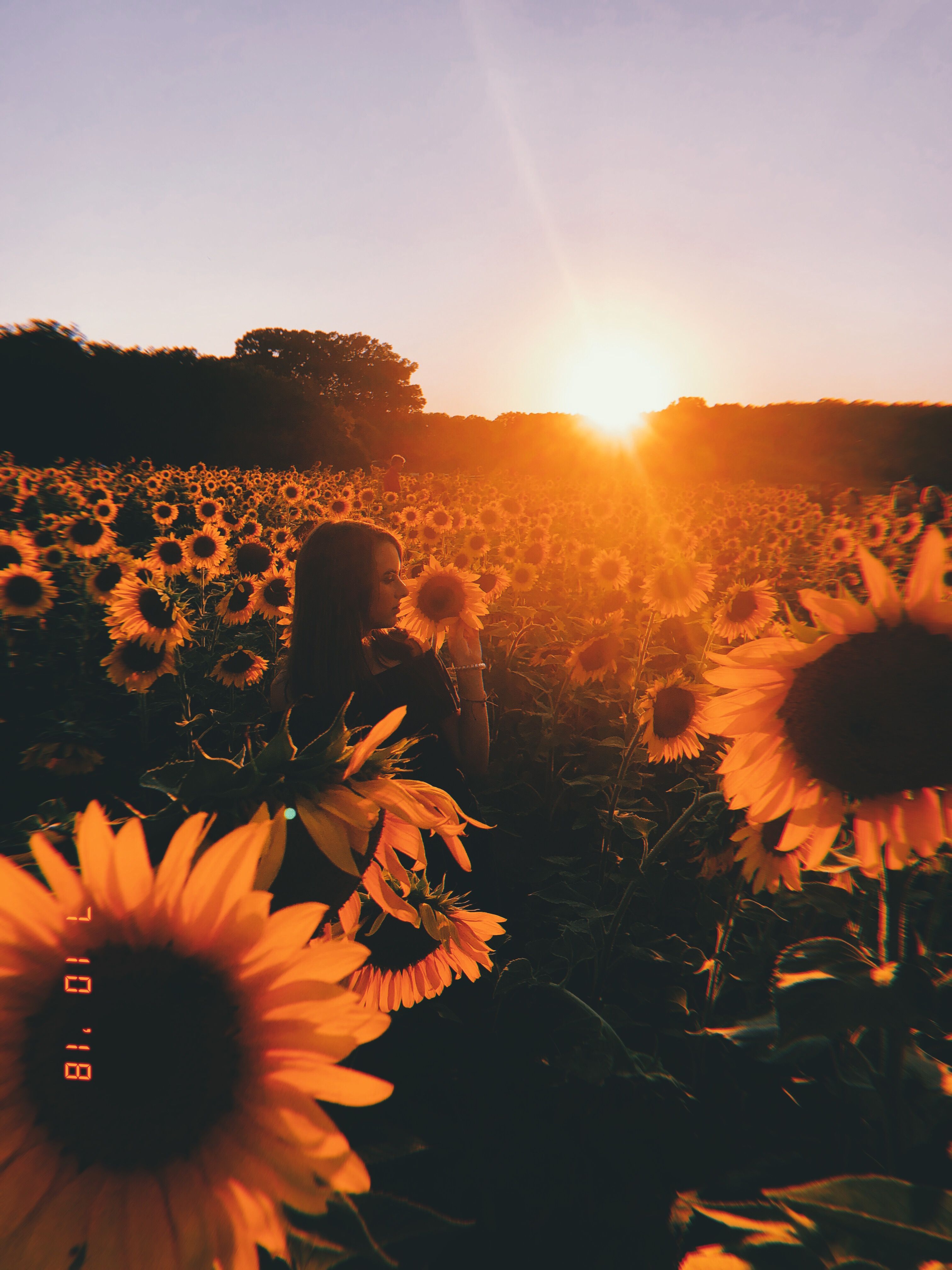 Beautiful Aesthetic Sunflower Picture Wallpaper