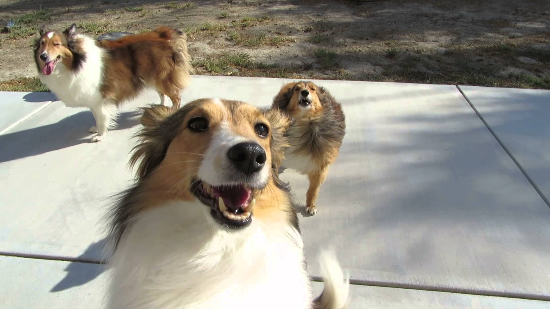 Sheltie Breed Dogs Are Playing Wallpaper And Image