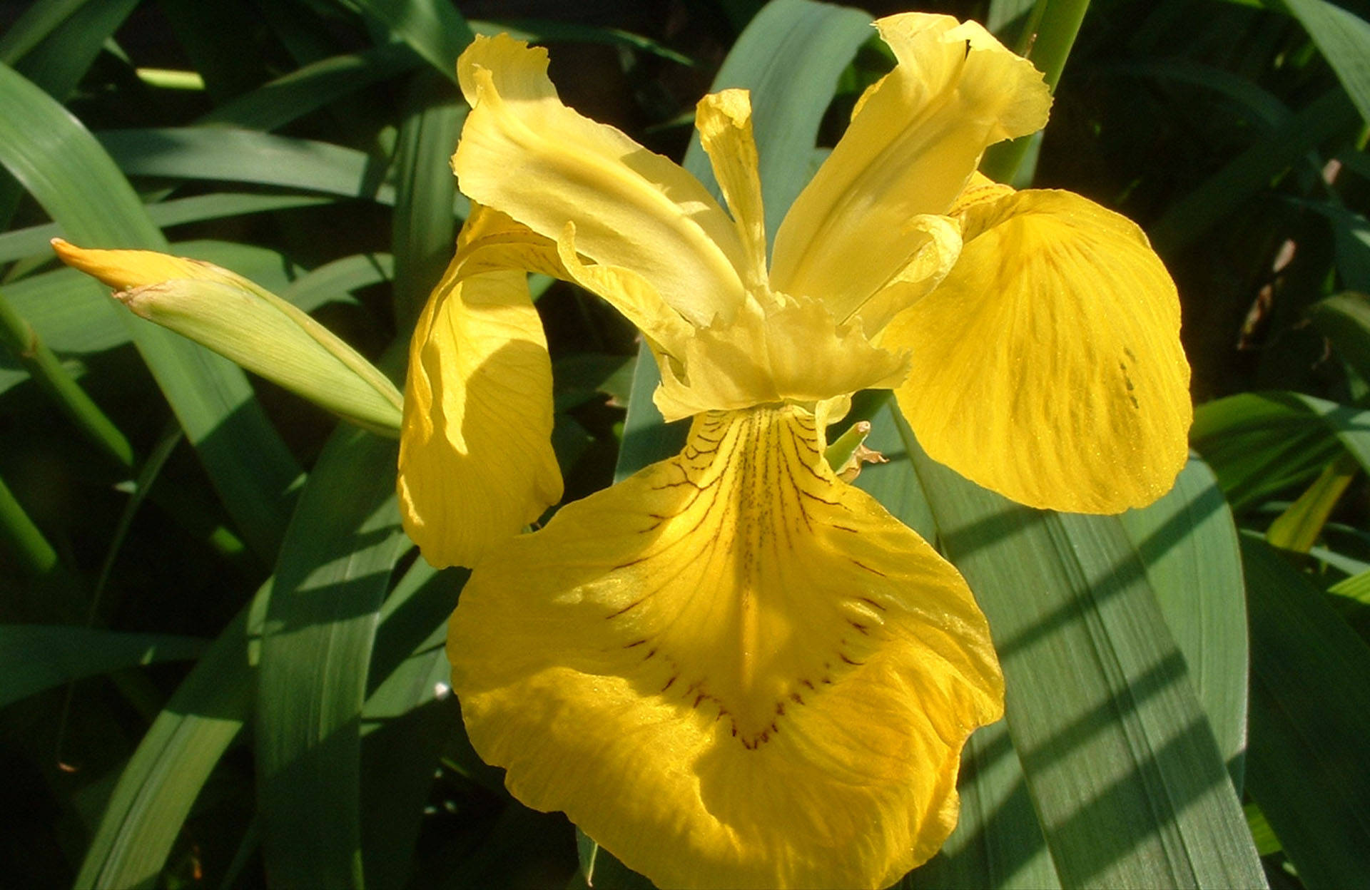 Top Iris Flower Wallpaper Full HD 4k To Use