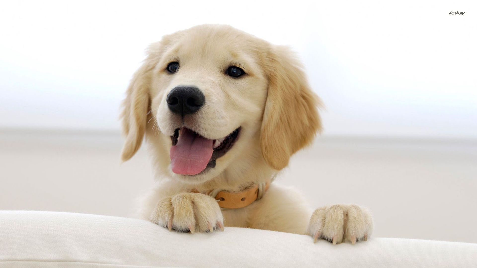 Golden Retriever Puppy Wallpaper Animal