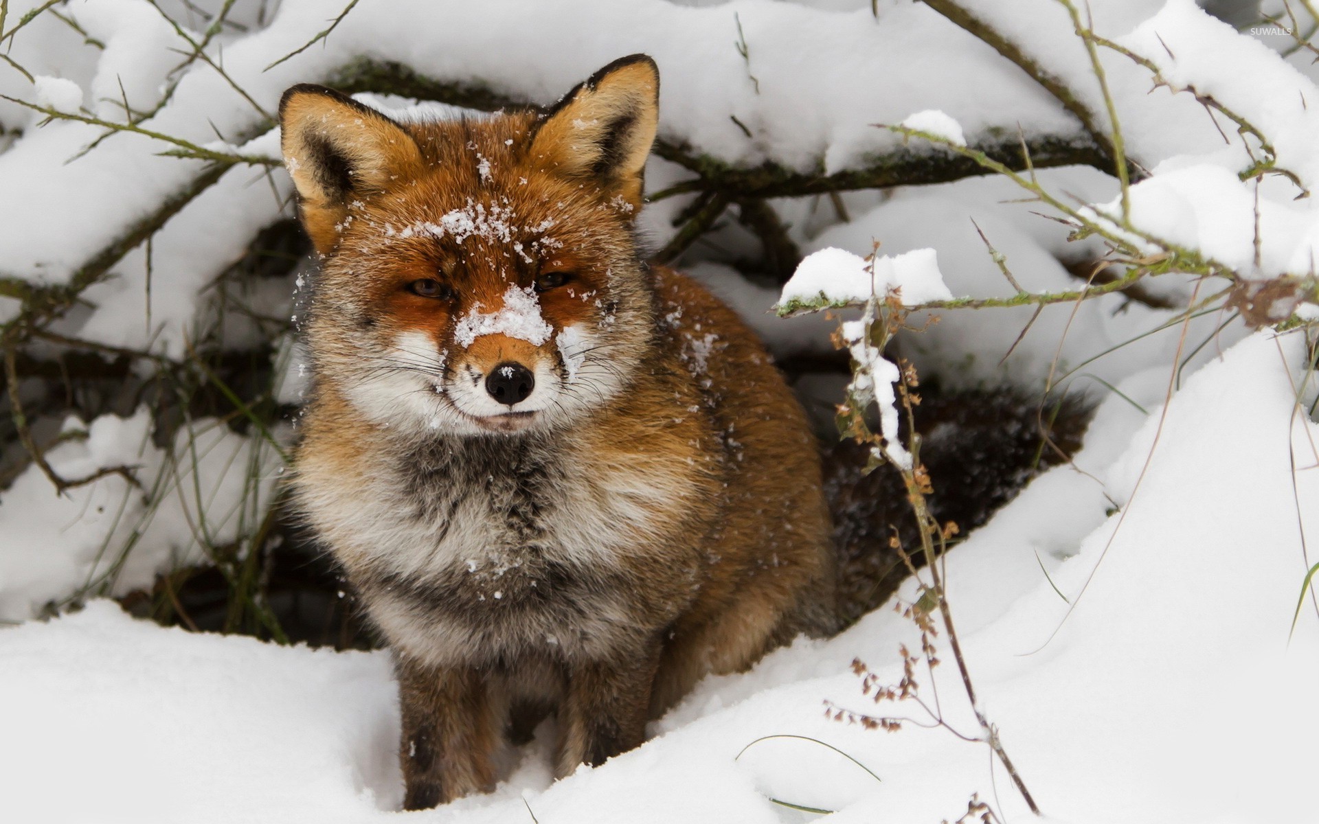 Fox In The Snow Wallpaper Animal