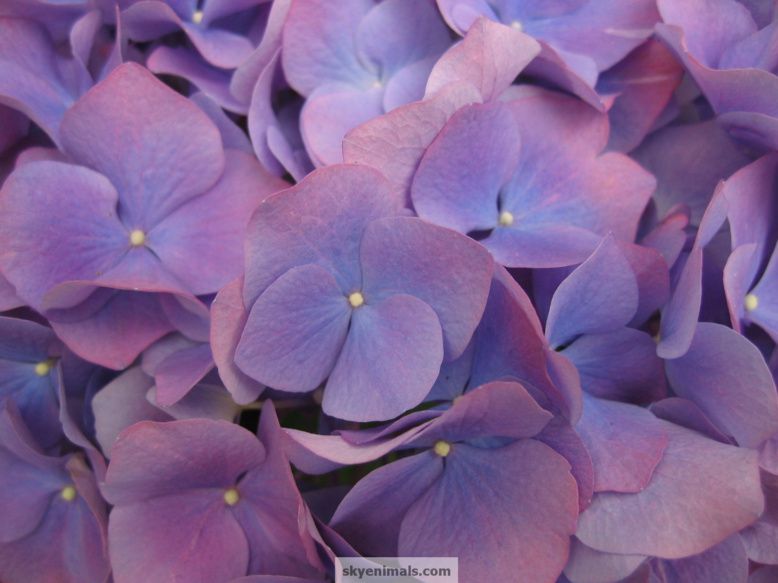 Purple Hydrangea Wallpaper Image