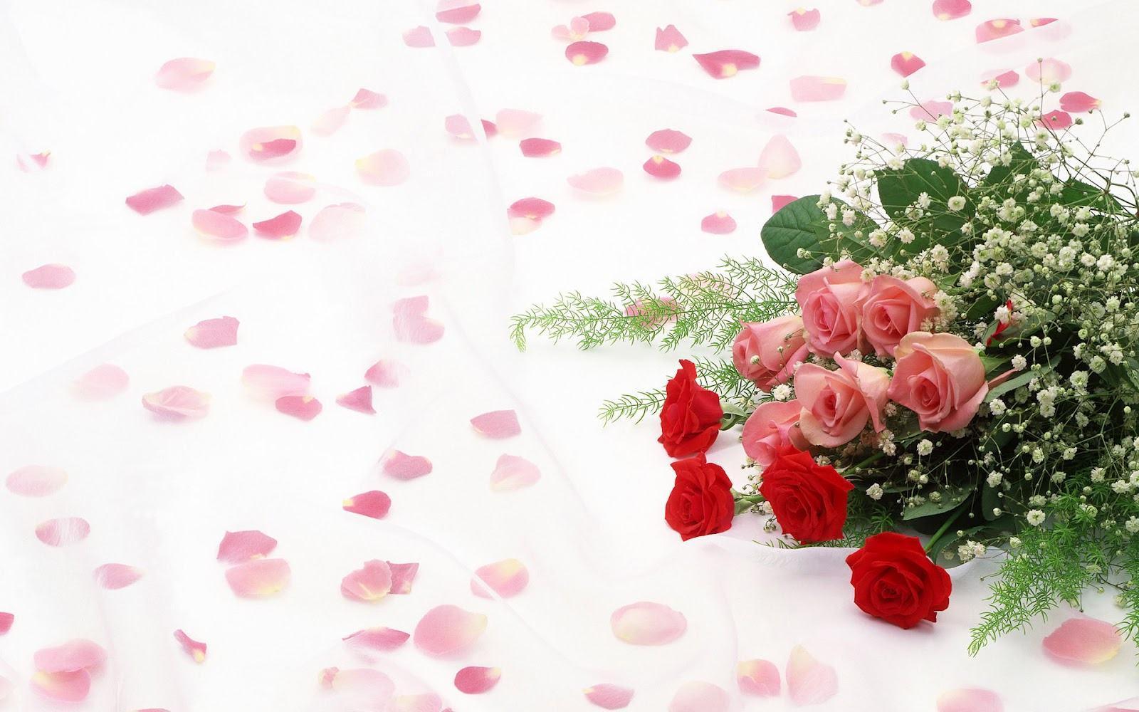 Red Roses With White Backgrounds
