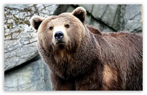 Grizzly Bear HD Wallpaper For Standard Fullscreen Uxga Xga