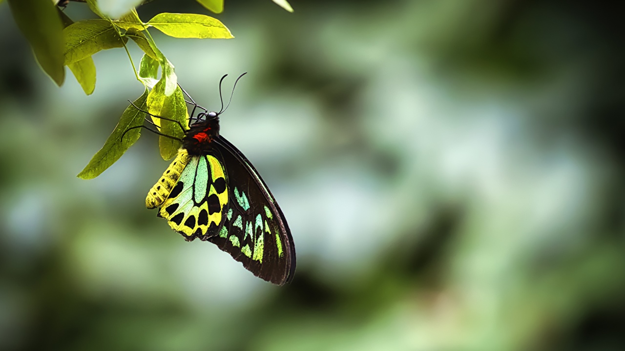 Desktop Wallpaper Insects Butterflies Ornithoptera Priamus