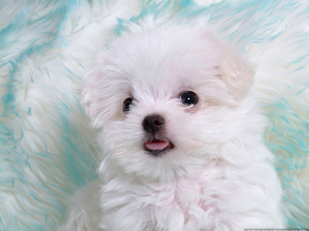 [72Pics] Cuddly White Maltese Puppies Vol1 1024x768 NO