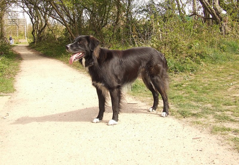 Border Collie Golden Retriever Mix Pictures