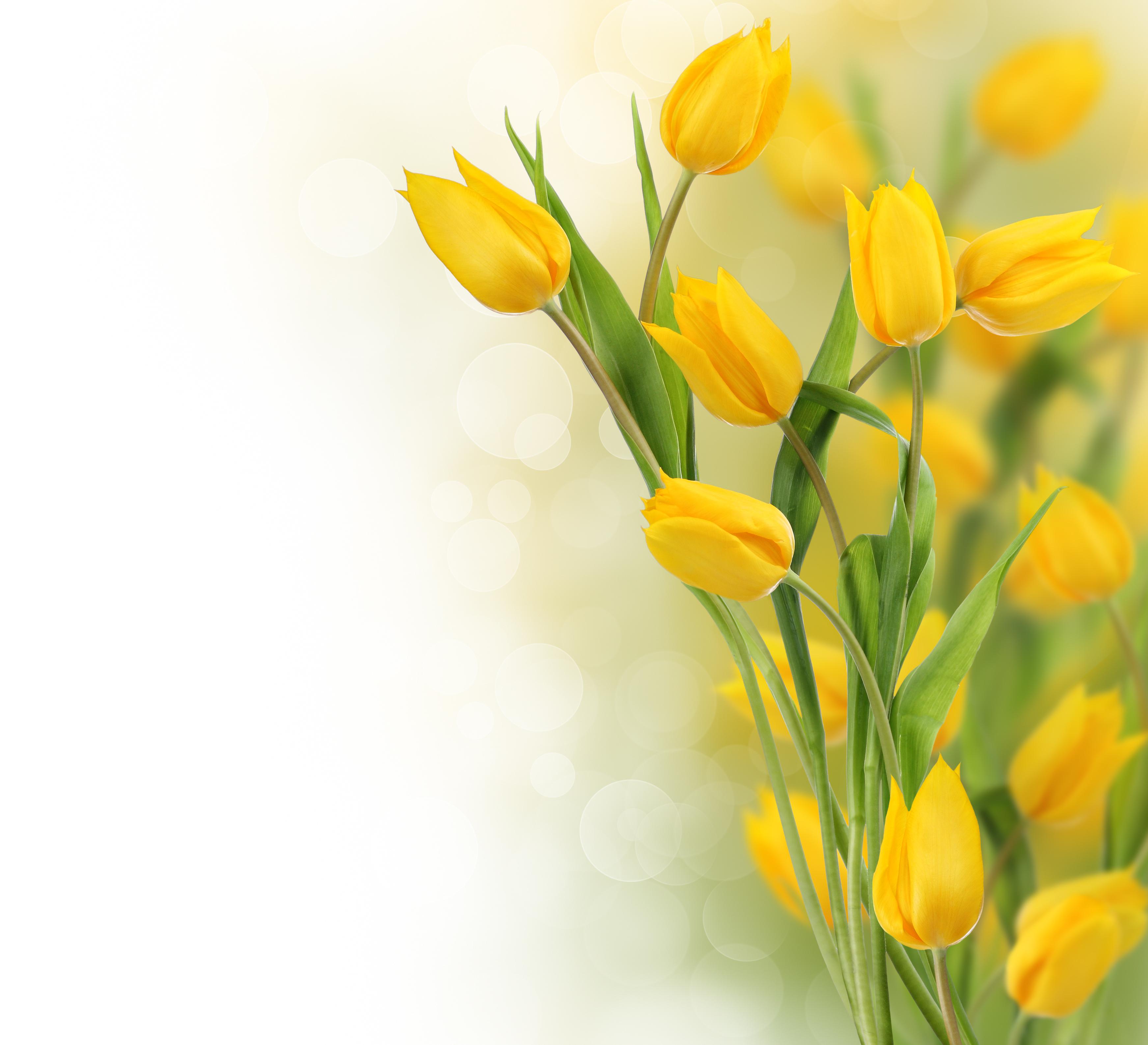 Yellow Tulips Wallpaper HD Desktopinhq