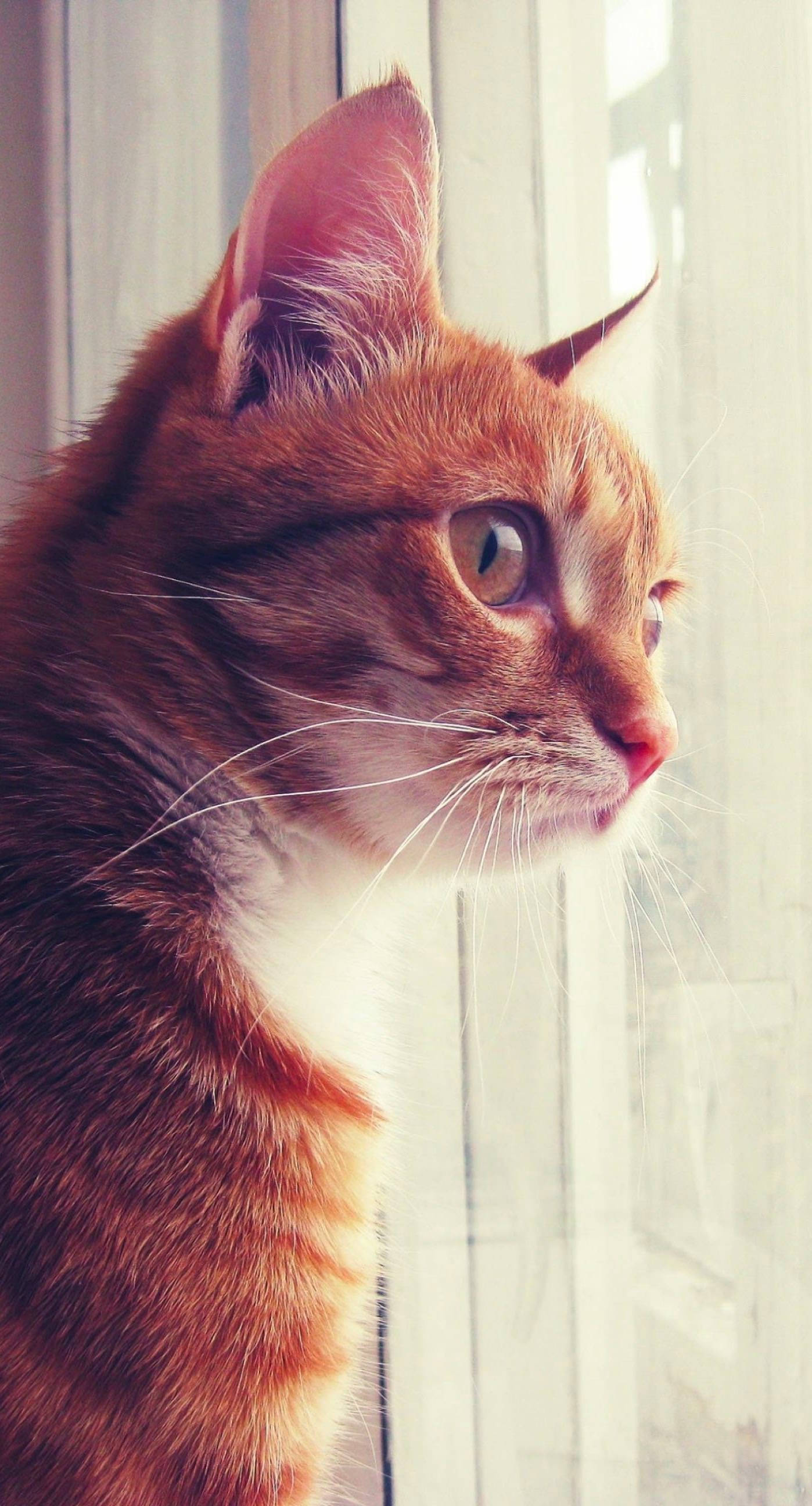 Cat iPhone Background Wallpaper