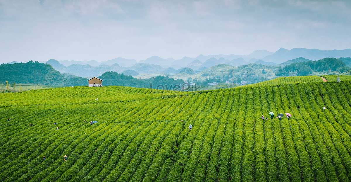 Tea Garden HD Photography Picture And Photos Wallpaper