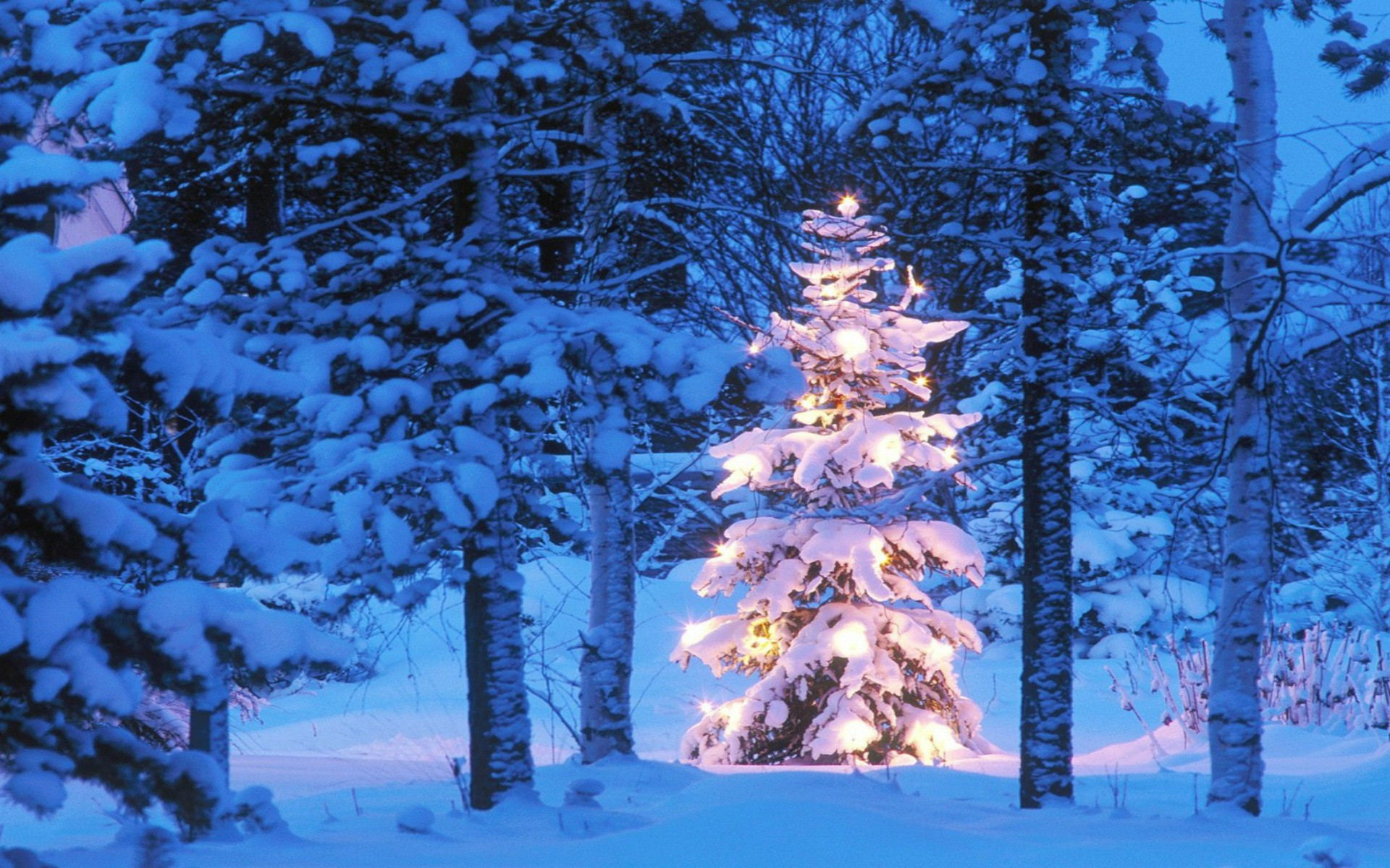 Christmas Tree Desktop Background Image