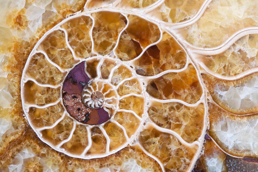 Ammonite By Jasonkaiser Wallpaper
