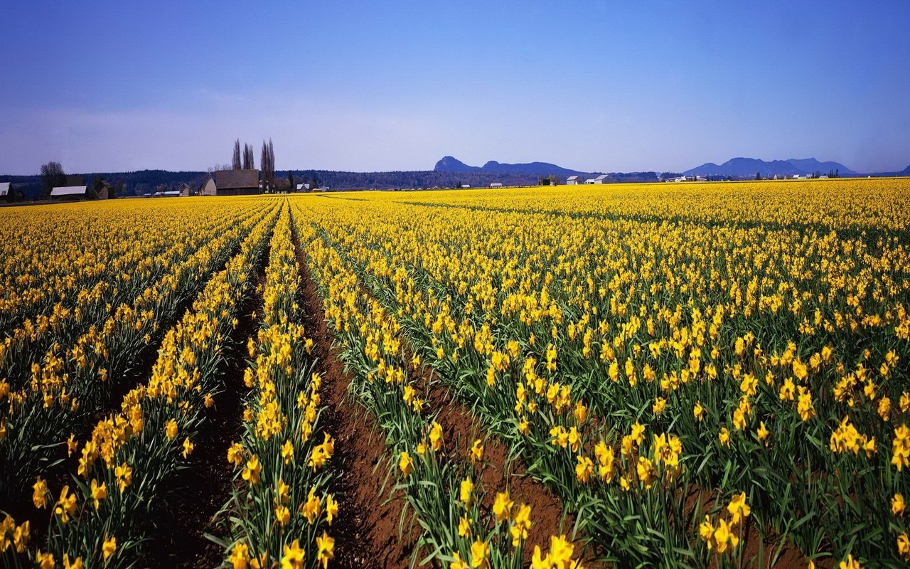Daffodil Field Widescreen Wallpaper