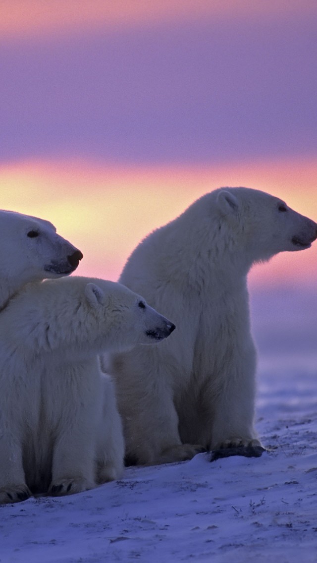 40+] Polar Bear iPhone Wallpaper on