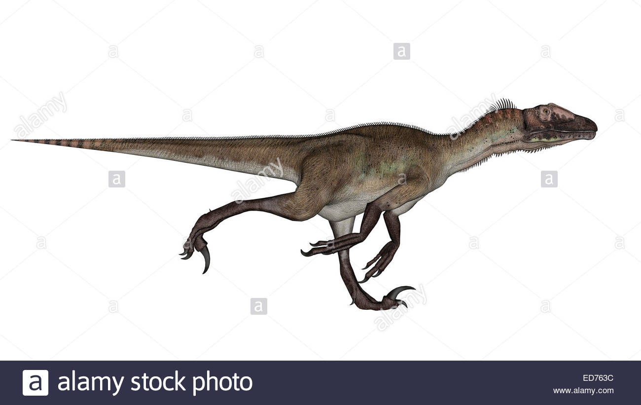 Utahraptor Dinosaur Running White Background Stock Photo