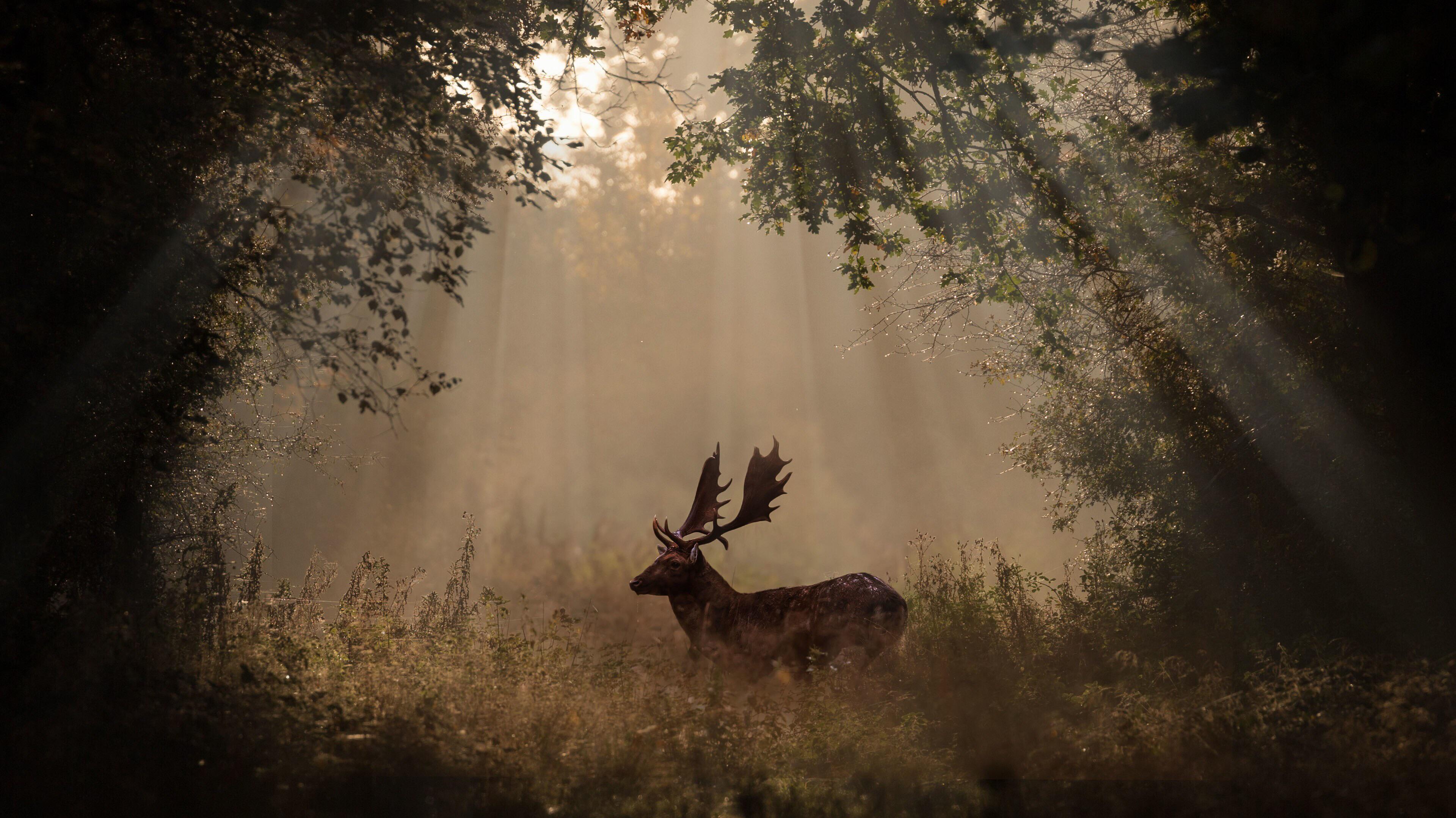 Deer Mammal Forest Sunbeams R Wallpaper