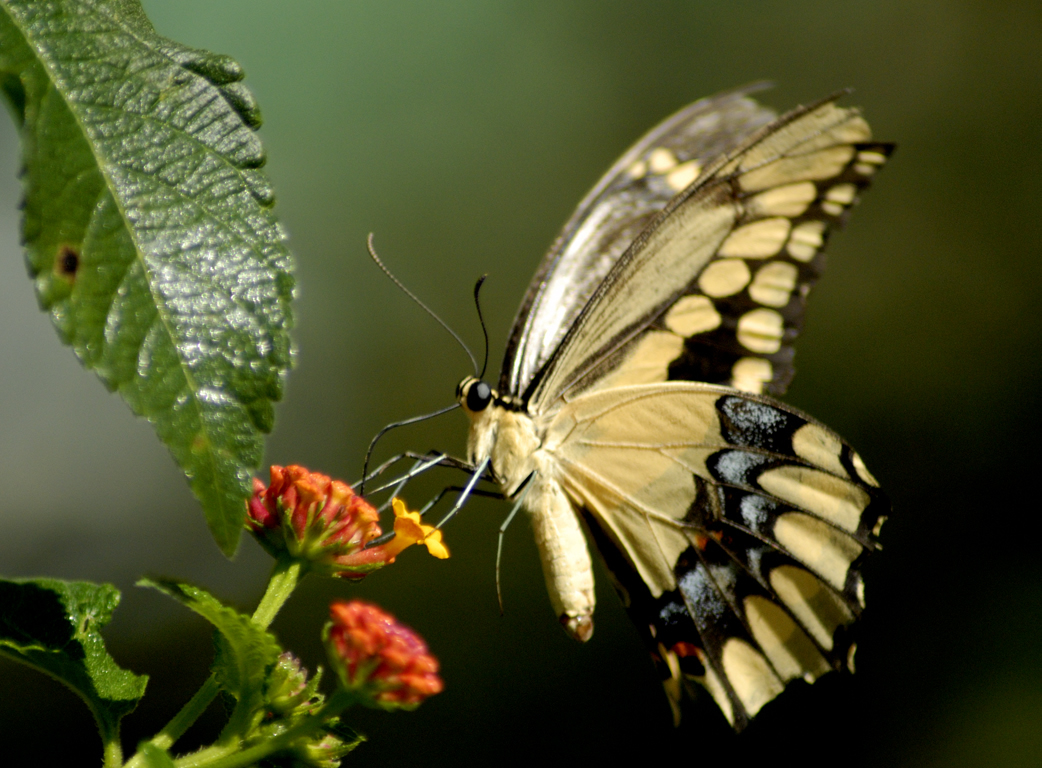 Yellow Black Butterfly Wallpaper Animal Bwalles
