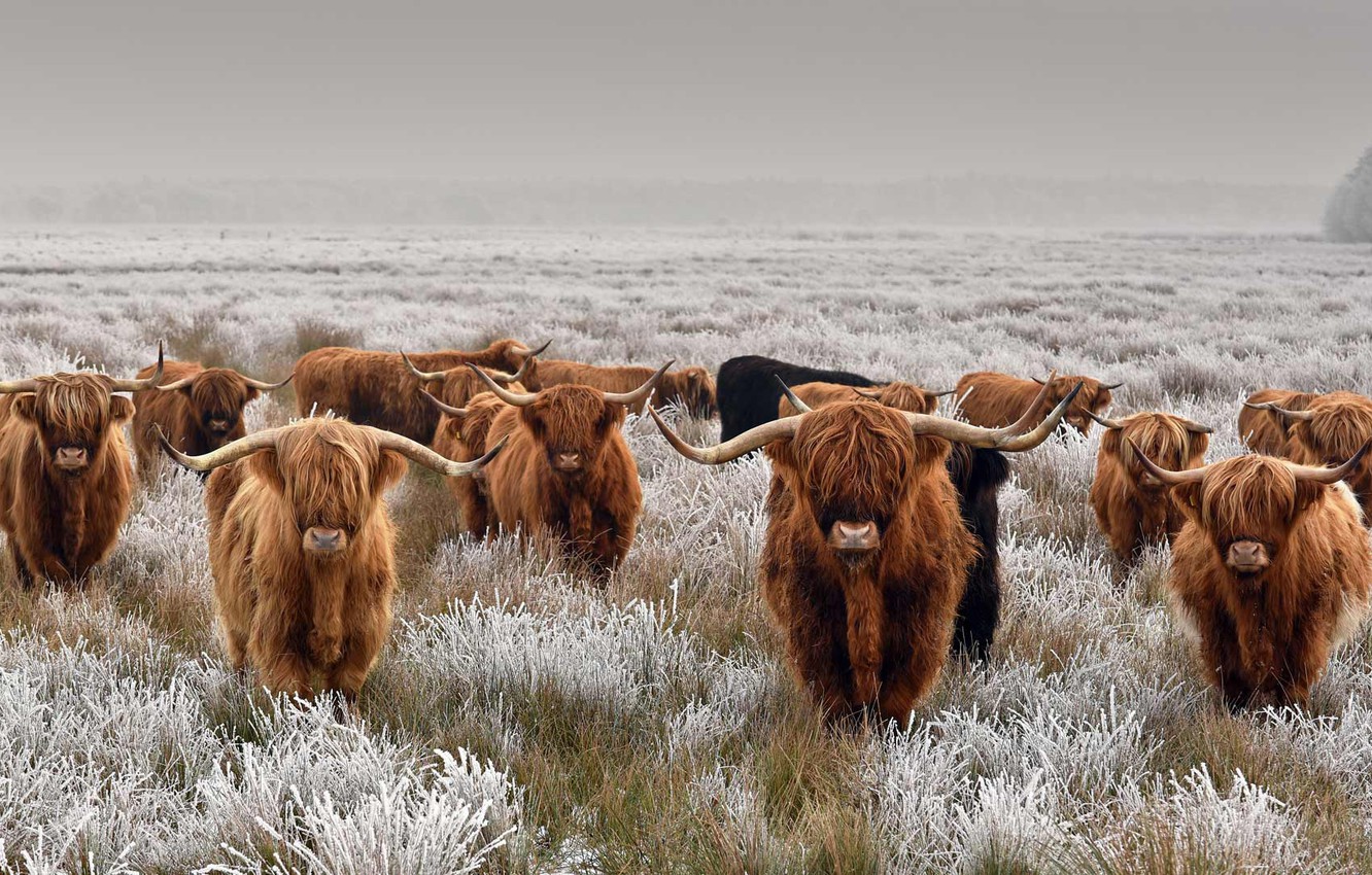 Wallpaper Frost Field Horns The Herd Scottish Cow Highland