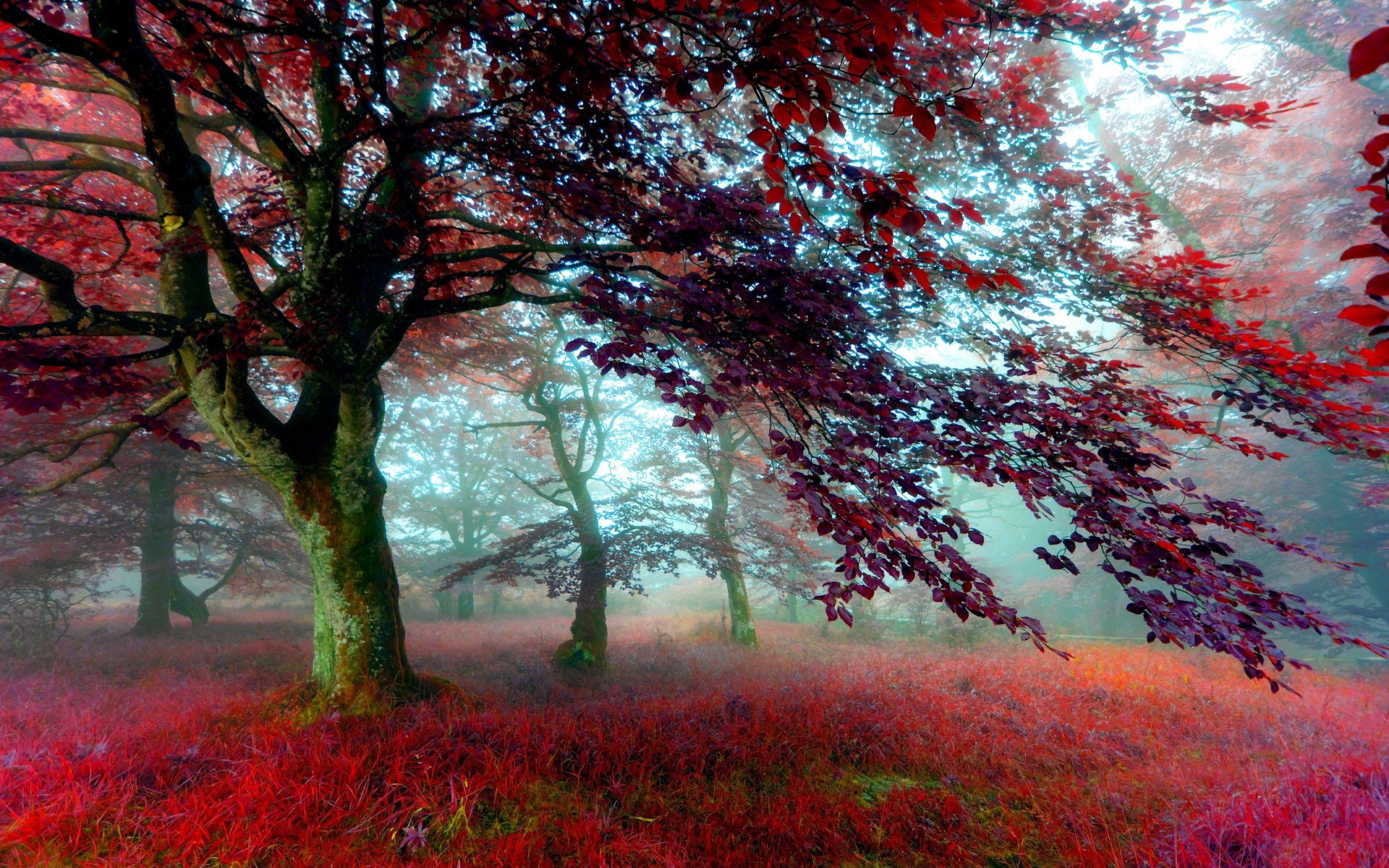 Red Effect Autumn Forest Wallpapers   1920x1200   1314747