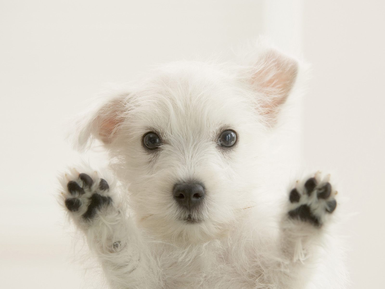Cute Westie Puppy Westies Wallpaper